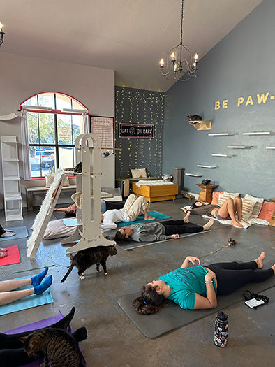 People do yoga with cats